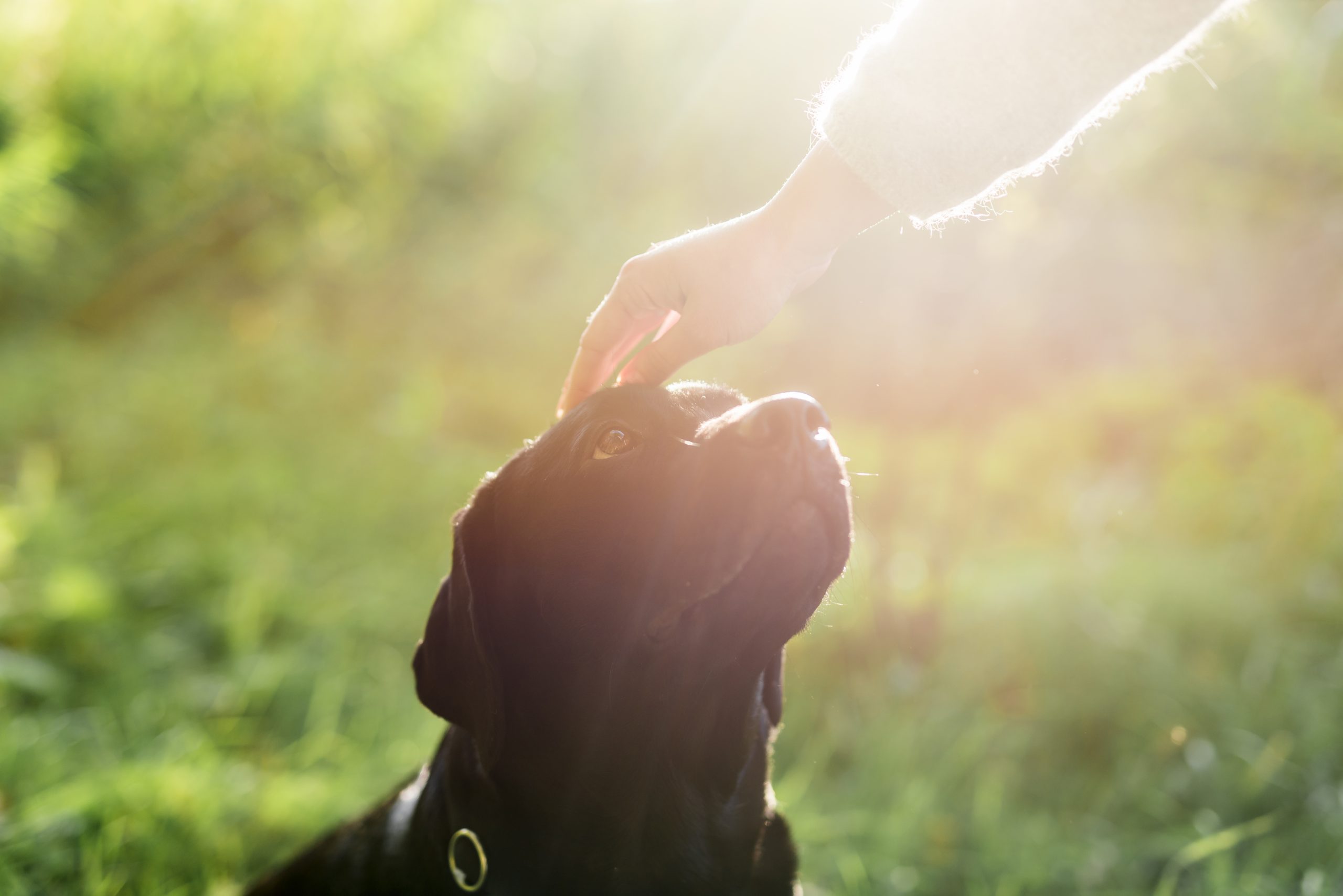 La main du propriétaire caressant la tête de son chien au soleil